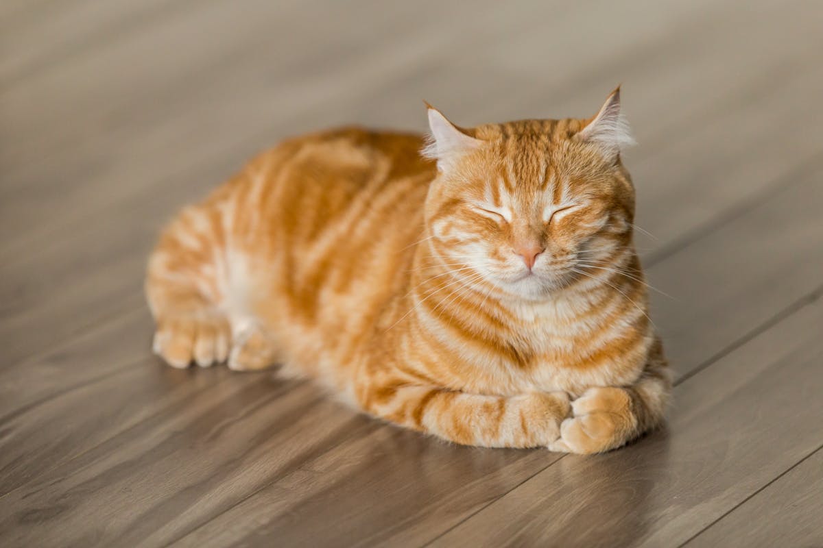 フローリングと猫