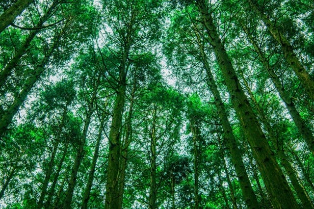 環境配慮　森林　植林