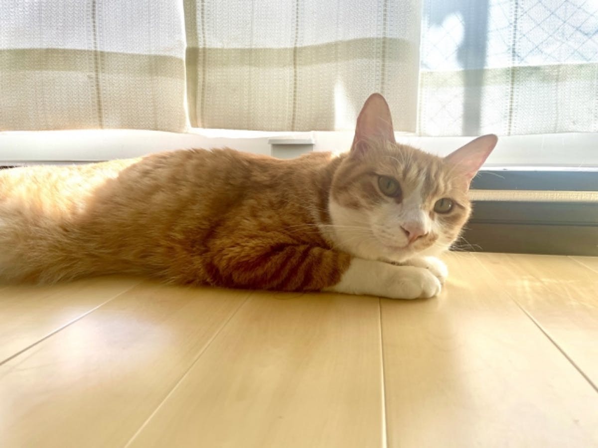 ペット フローリング