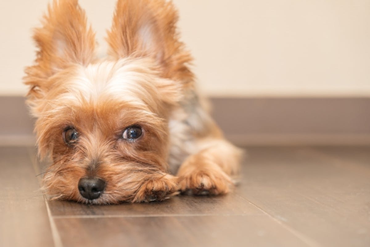 ペット フローリング