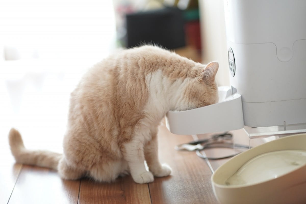 ペット フローリング