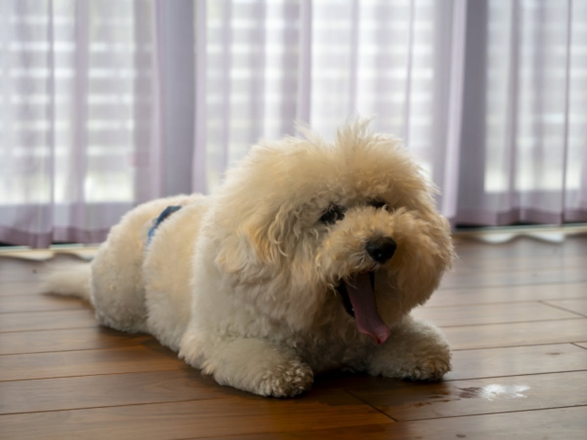 ペット フローリング