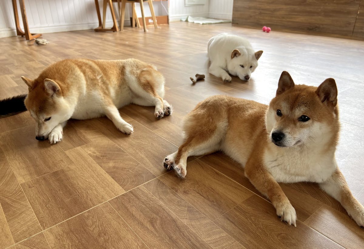 フローロング 犬