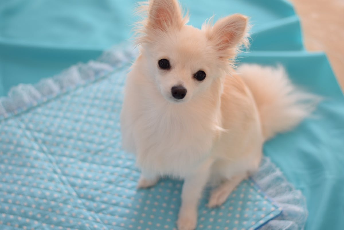 犬 マット