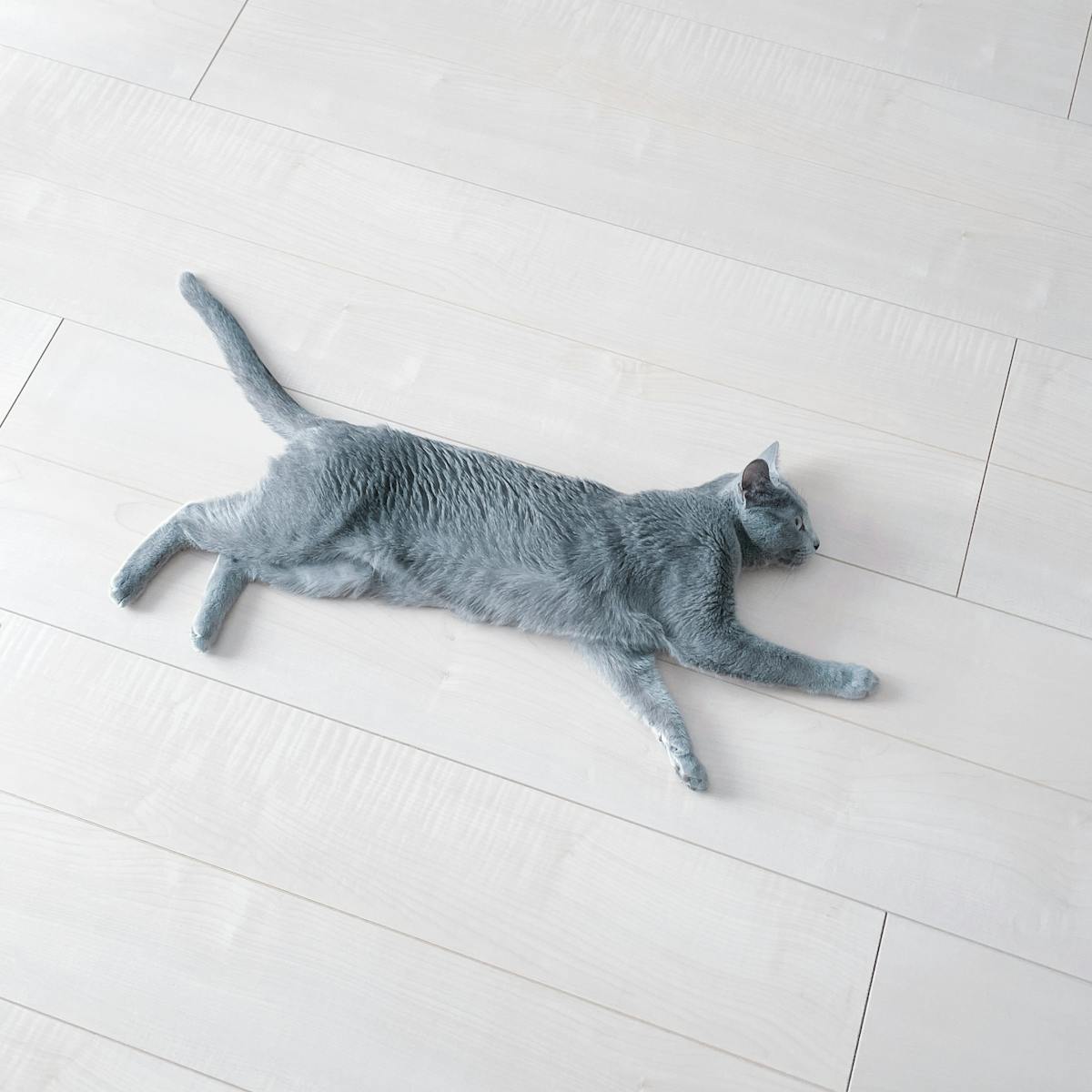 フローリング ねこ