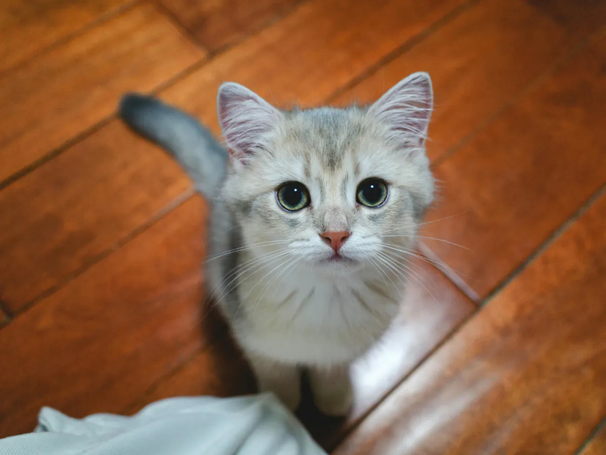 フローリング　猫