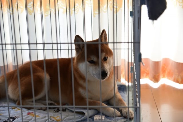 ペット
